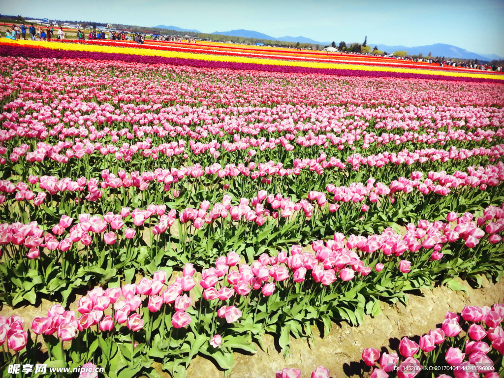 郁金香花海