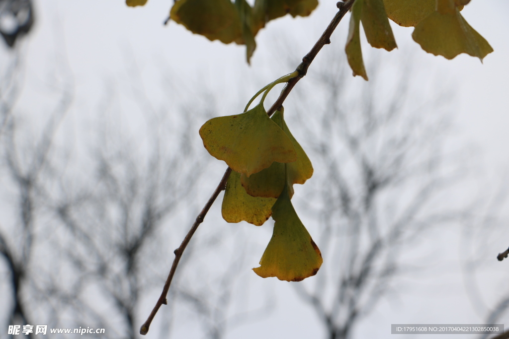 银杏叶