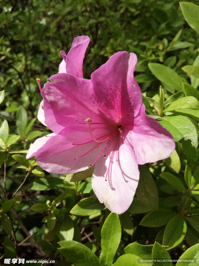 杜鹃花