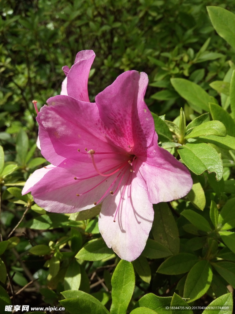 杜鹃花