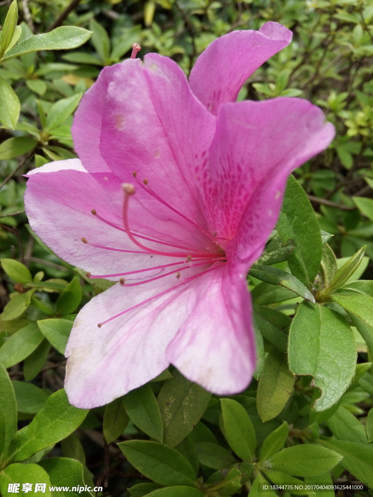 杜鹃花