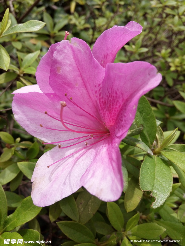 粉色杜鹃花