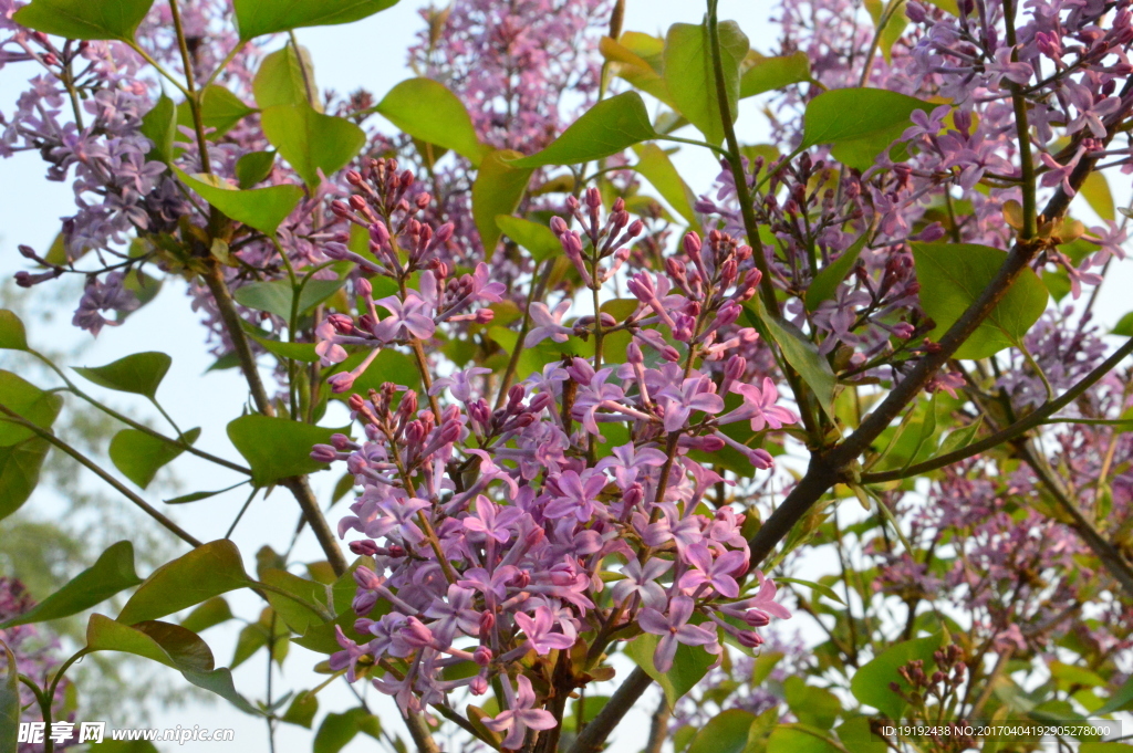 丁香花