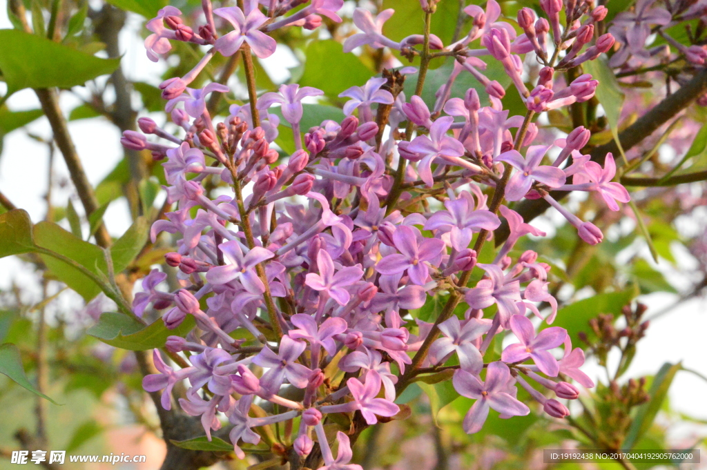 丁香花