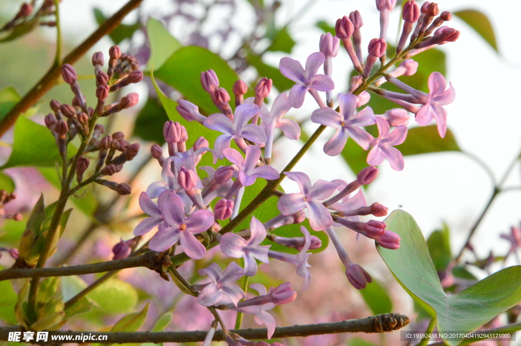 丁香花