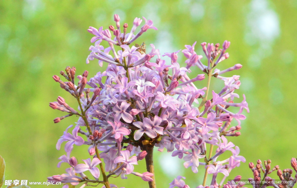 丁香花