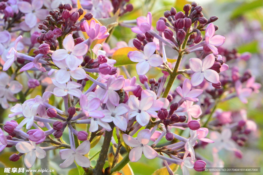 丁香花