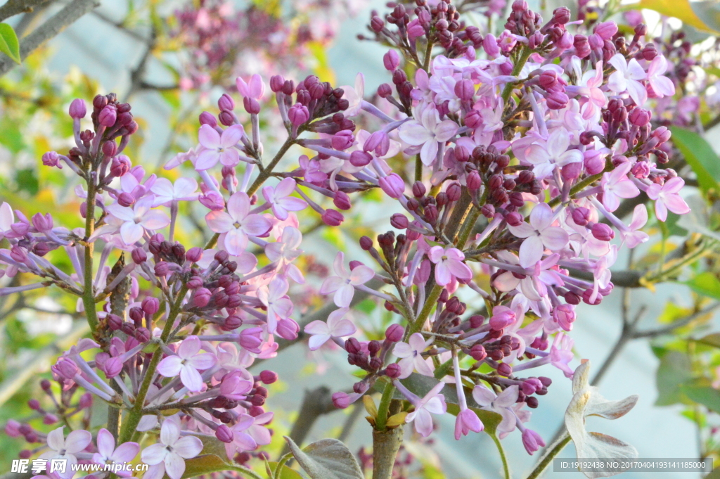 丁香花