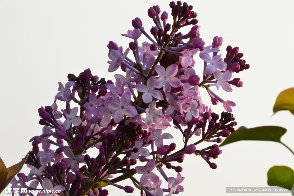 丁香花