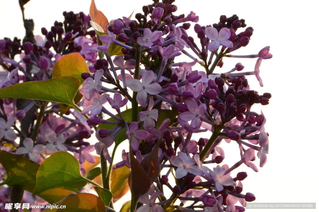丁香花