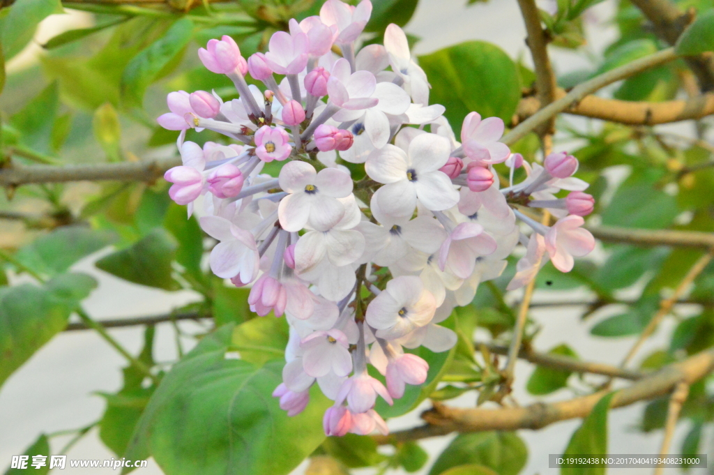 丁香花