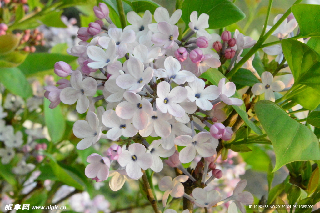 丁香花