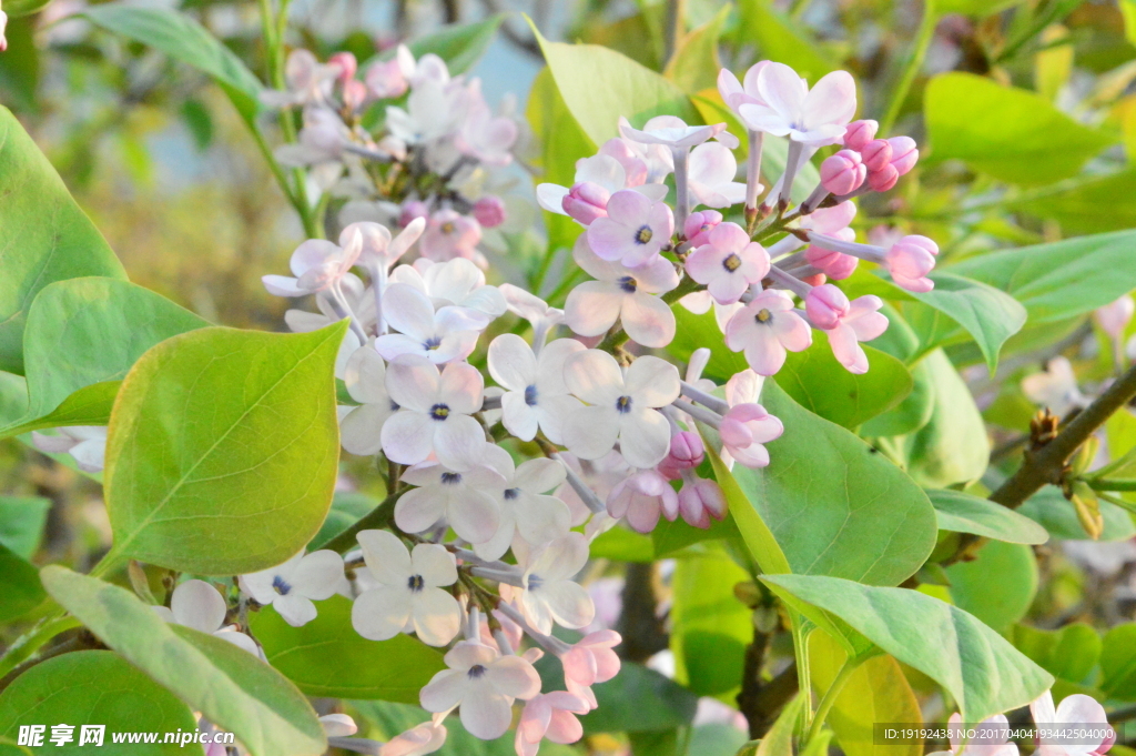 丁香花
