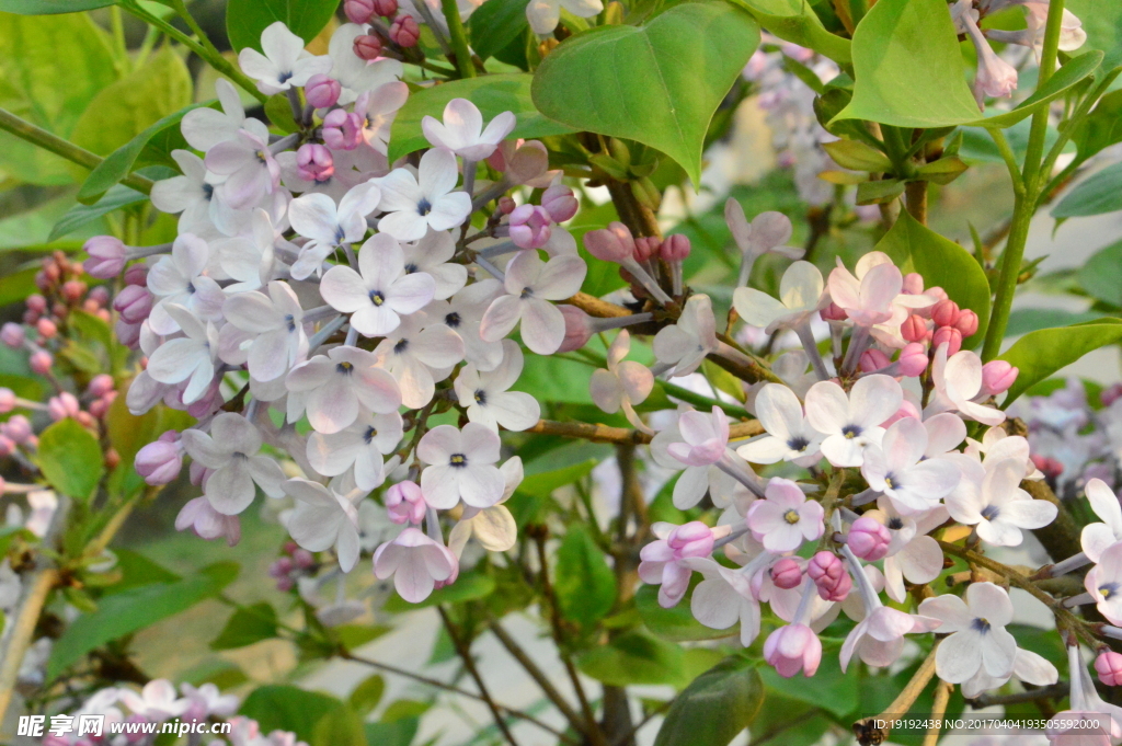 丁香花