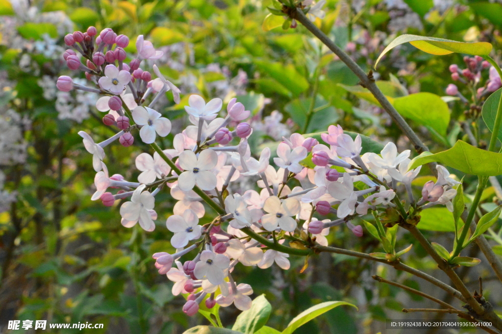丁香花