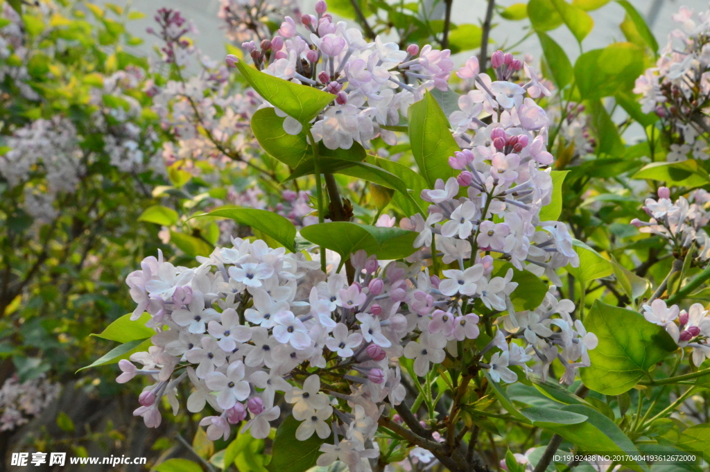 丁香花