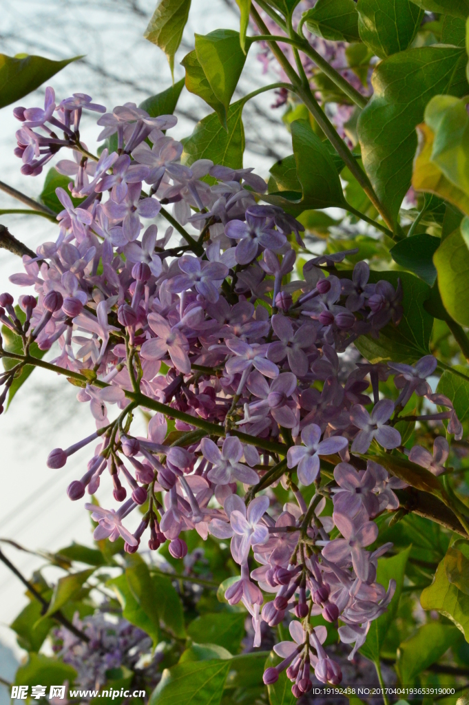 丁香花