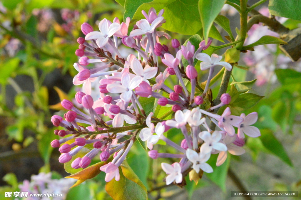 丁香花