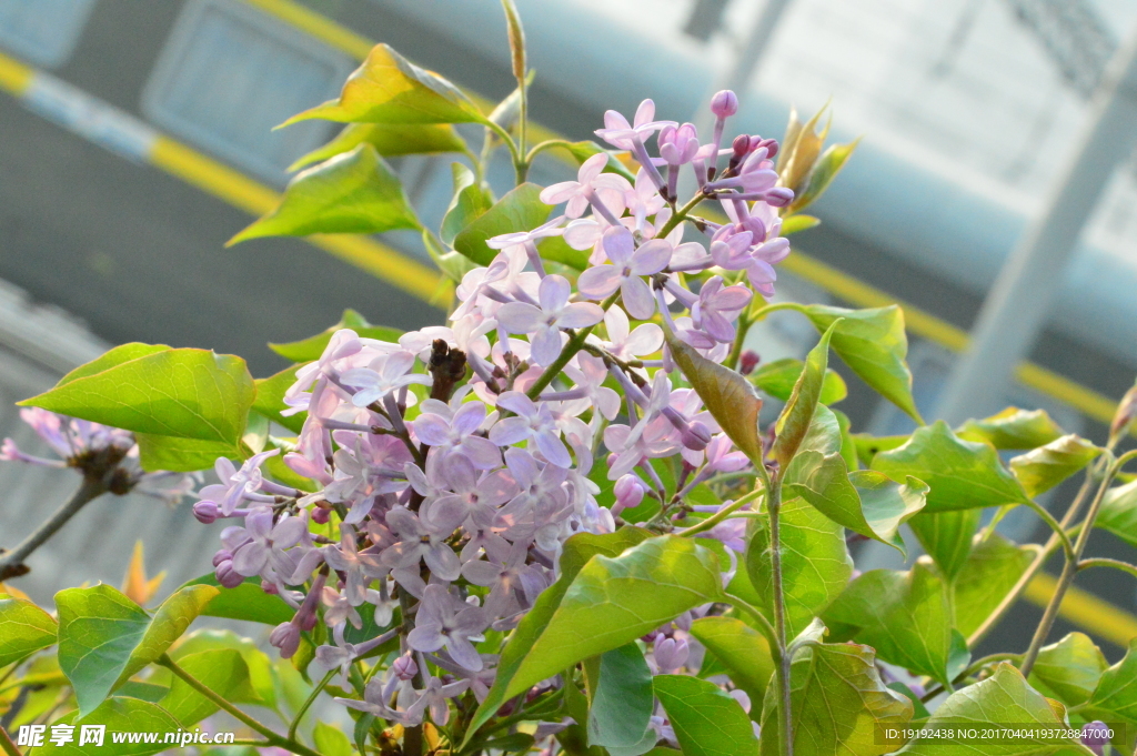 丁香花