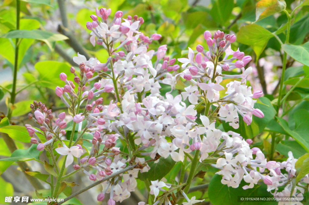 丁香花