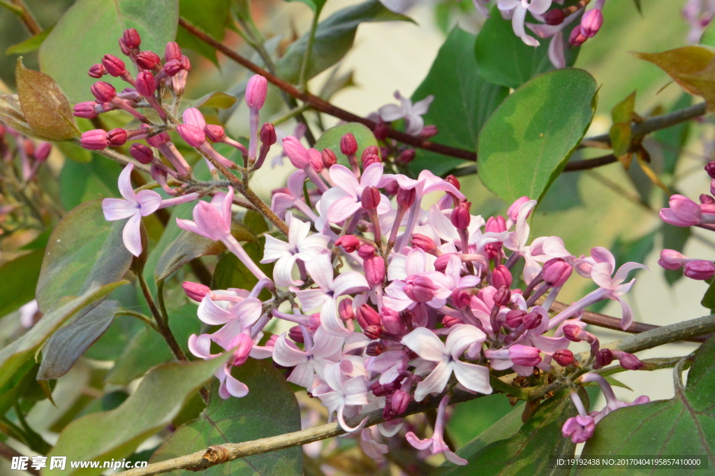 丁香花