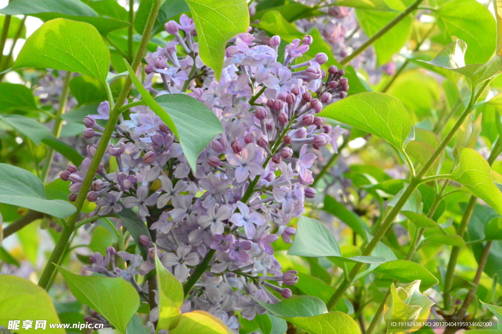 丁香花