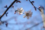 春天 桃花 蓝天
