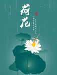 清新荷花