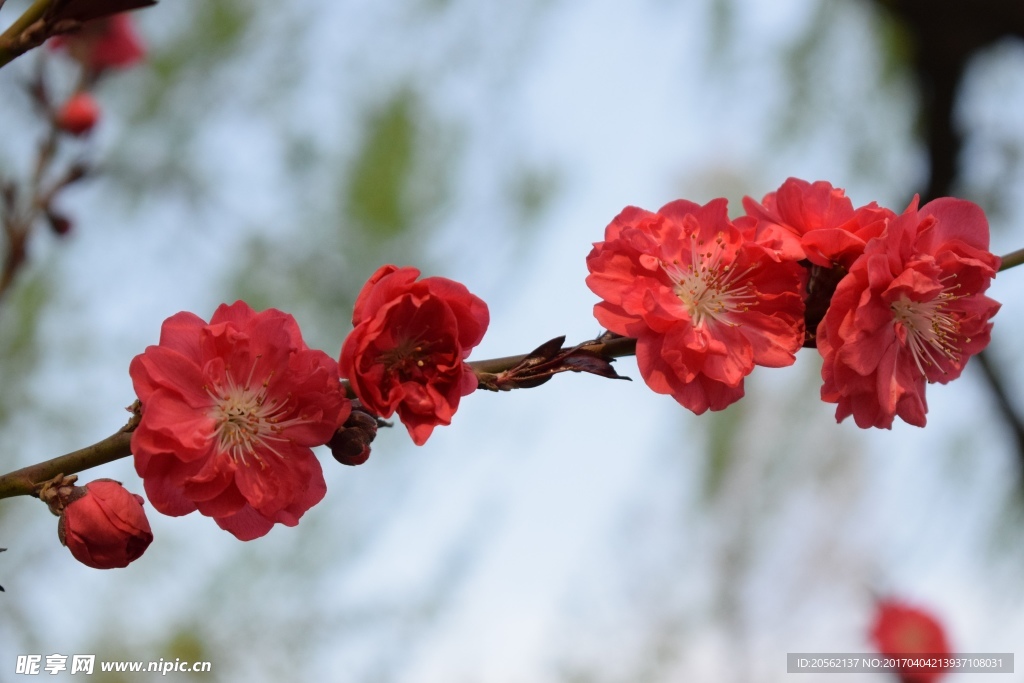花 特写