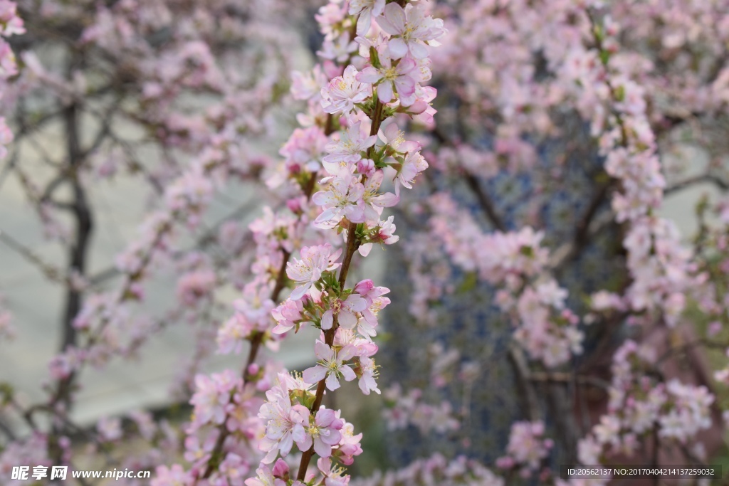 樱花花枝