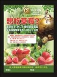 蒂克币草莓园