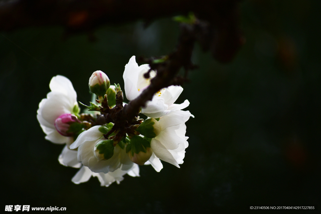 碧桃花