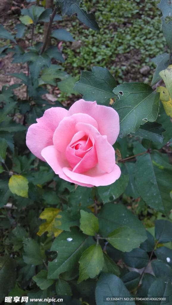 月季花