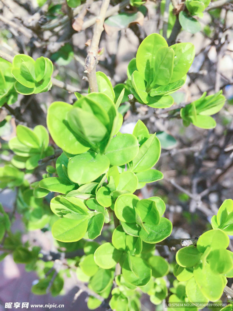 万年青 叶子 绿色  植物 春