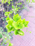 绿色万年青 植物