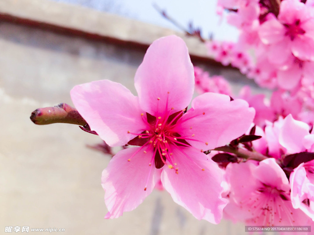 桃花花瓣
