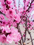 桃花园