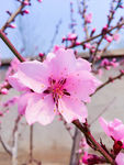 桃花 花瓣