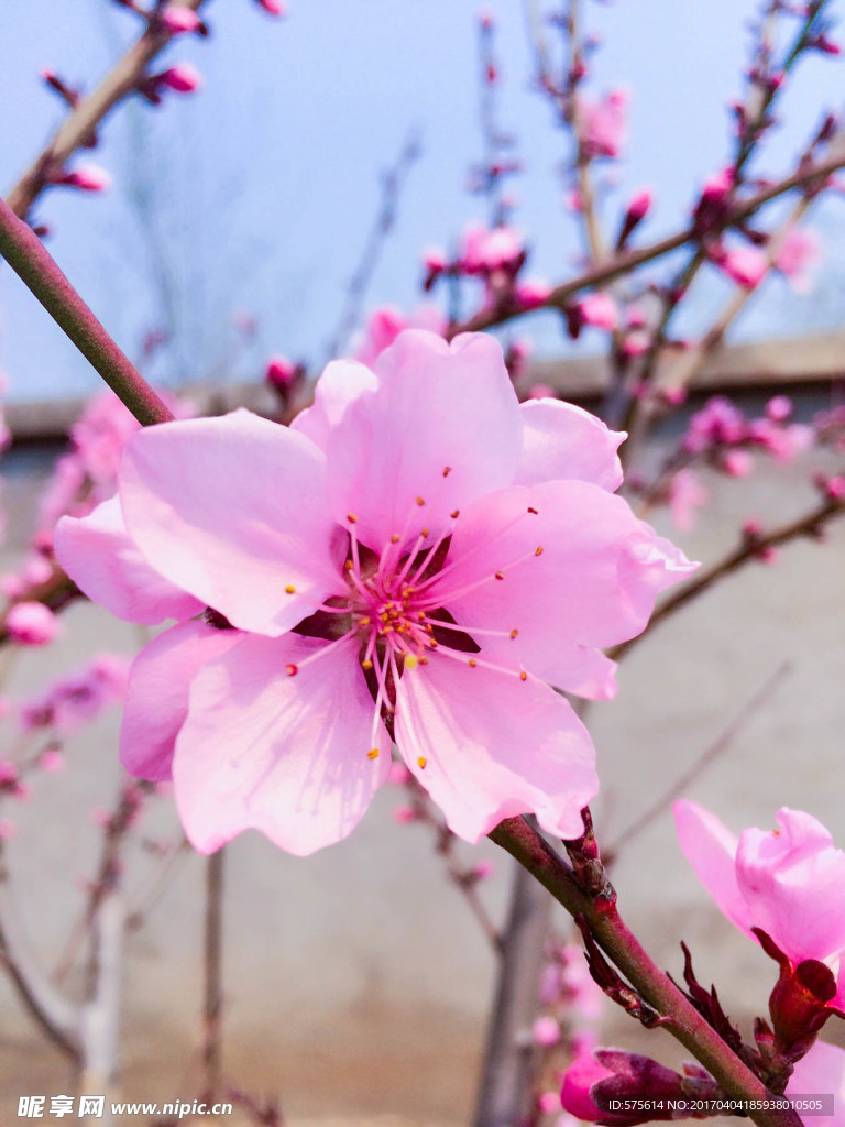 桃花 花瓣