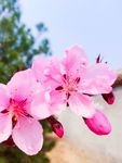 桃花 花瓣