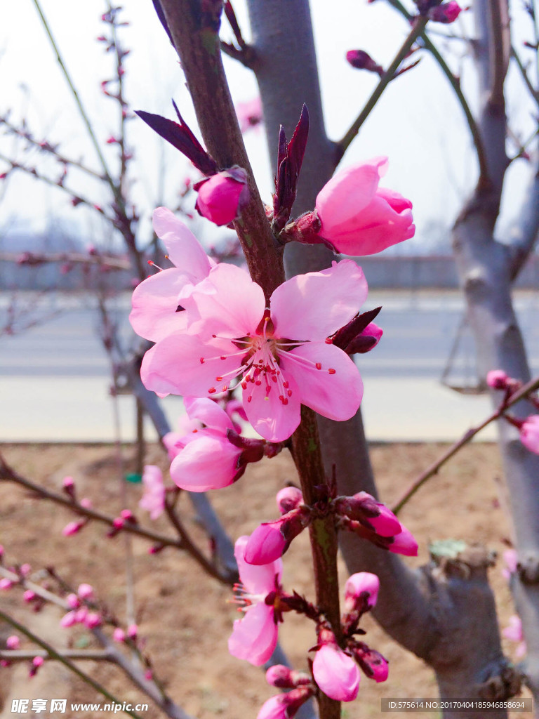 桃花 花瓣