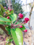 海棠花