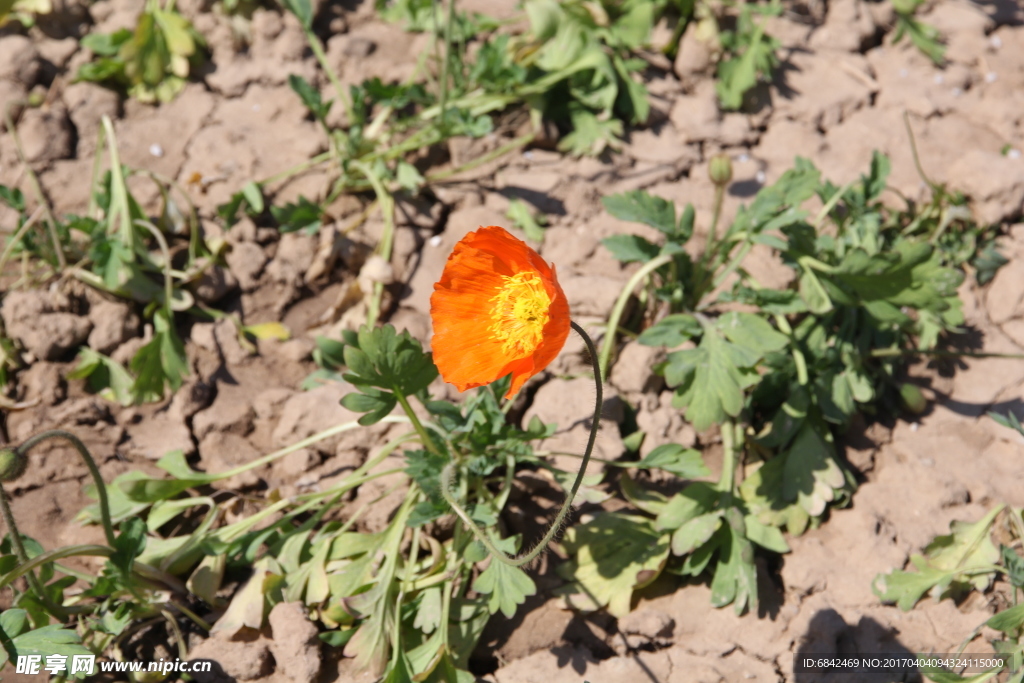 鲜花