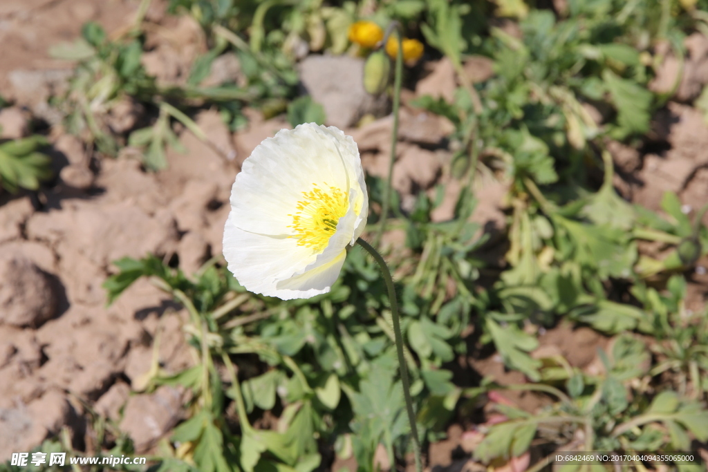 鲜花