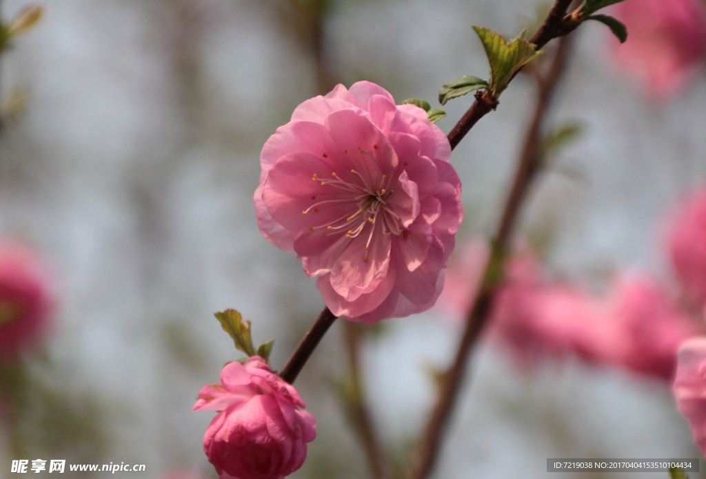 碧桃花