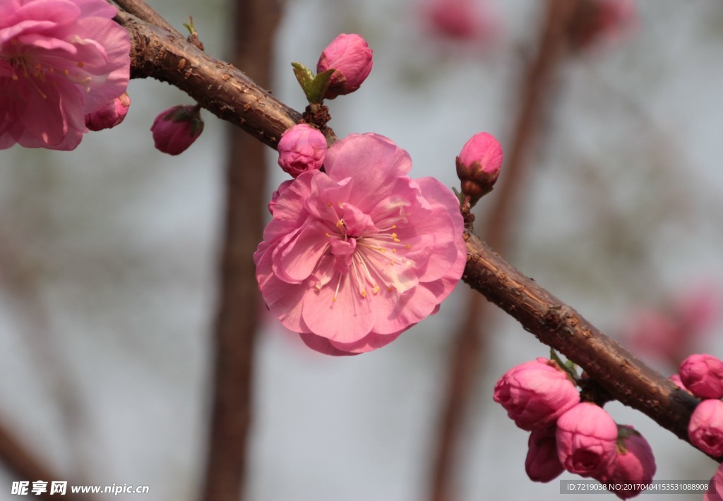 碧桃花