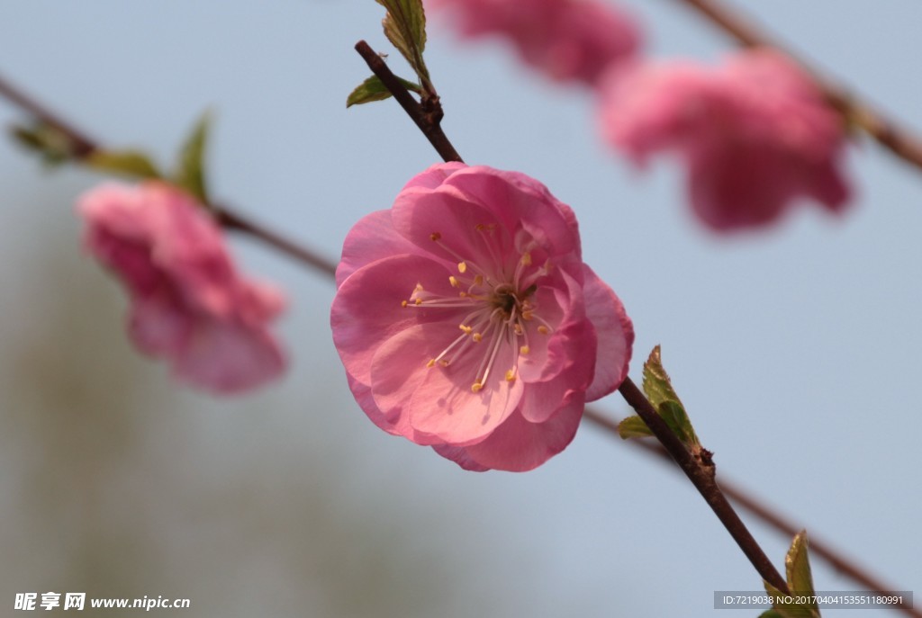 碧桃花