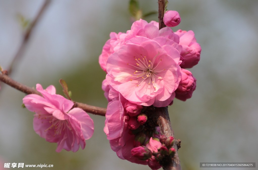 碧桃花