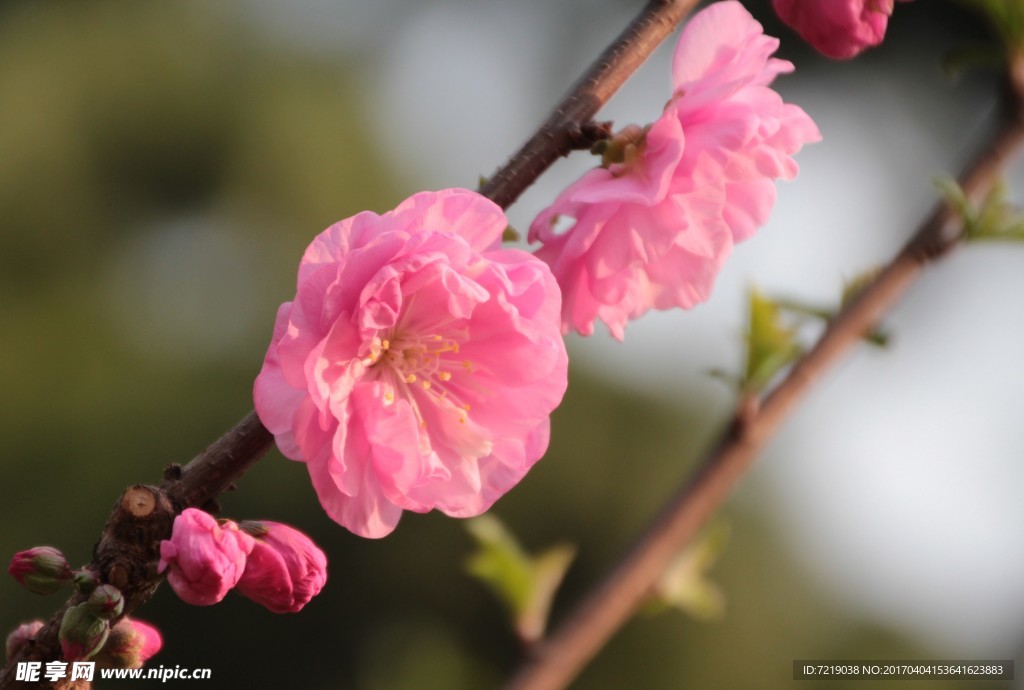 碧桃花