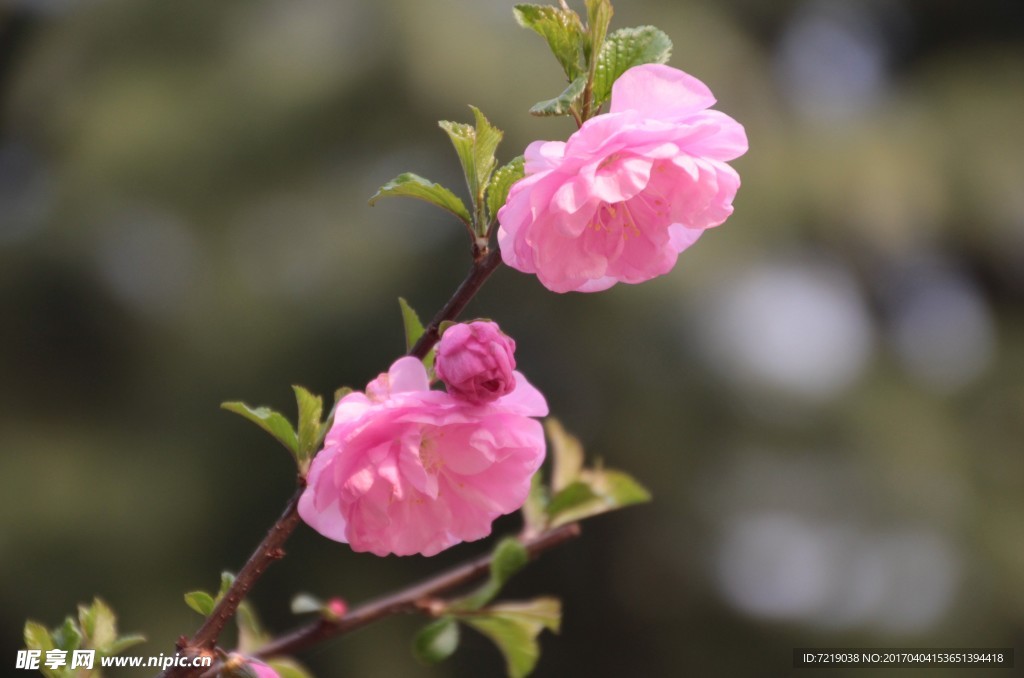 碧桃花